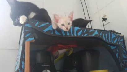 Gato raça SRD-ViraLata idade Abaixo de 2 meses nome Gata pretinha