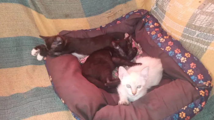 Gato ra a SRD-ViraLata idade Abaixo de 2 meses nome Gata pretinha