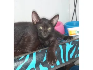 Gato raça SRD-ViraLata idade Abaixo de 2 meses nome Gata preta 