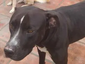 Cachorro raça Pit-Bull idade 3 anos nome Crazy 