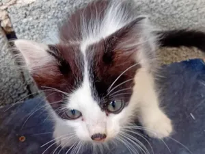 Gato raça SRD-ViraLata idade 2 a 6 meses nome Sem Nome 