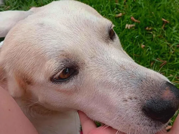 Cachorro ra a SRD-ViraLata idade 3 anos nome Duck