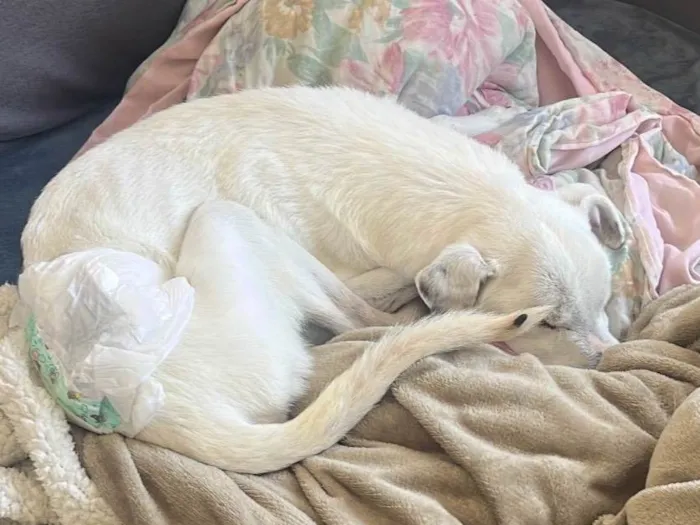 Cachorro ra a SRD-ViraLata idade 6 ou mais anos nome Timmy e Lily
