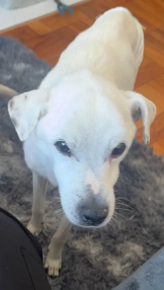 Cachorro ra a SRD-ViraLata idade 6 ou mais anos nome Timmy e Lily