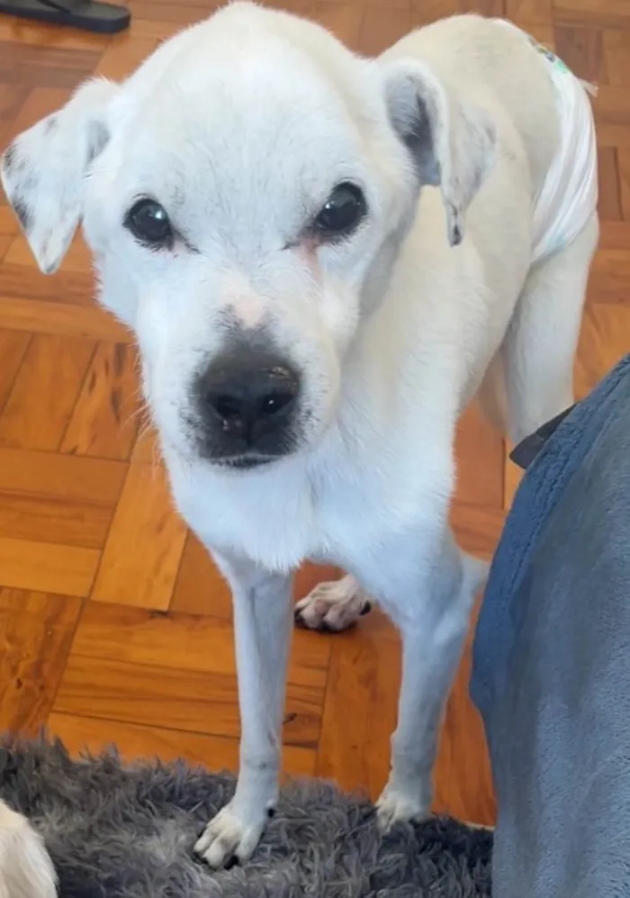 Cachorro ra a SRD-ViraLata idade 6 ou mais anos nome Timmy e Lily