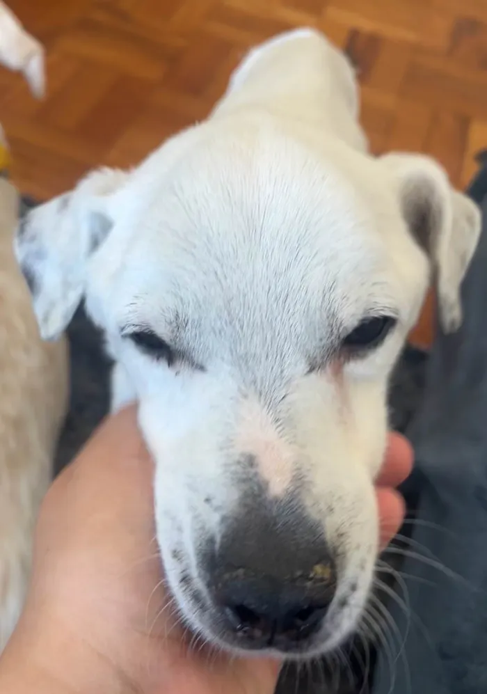 Cachorro ra a SRD-ViraLata idade 6 ou mais anos nome Timmy e Lily
