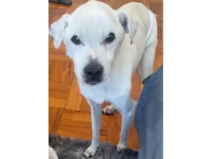 Cachorro raça SRD-ViraLata idade 6 ou mais anos nome Timmy 