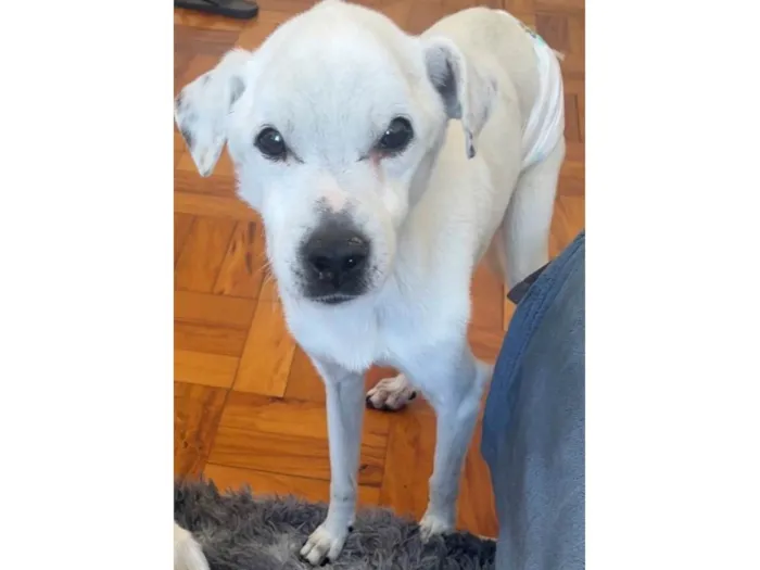 Cachorro ra a SRD-ViraLata idade 6 ou mais anos nome Timmy e Lily