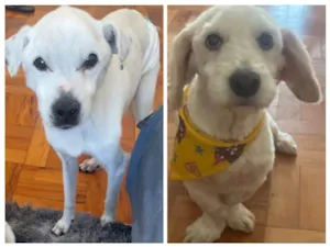 Cachorro raça SRD-ViraLata idade 6 ou mais anos nome Timmy e Lily