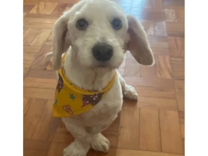 Cachorro ra a SRD-ViraLata idade 6 ou mais anos nome Timmy e Lily