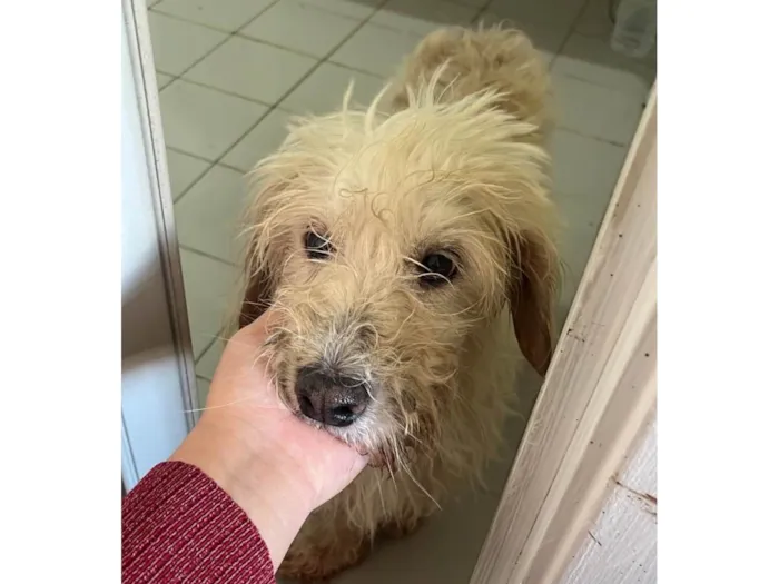 Cachorro ra a SRD-ViraLata idade 6 ou mais anos nome Timmy e Lily