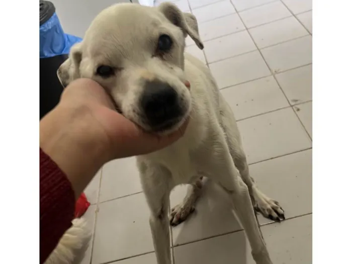 Cachorro ra a SRD-ViraLata idade 6 ou mais anos nome Timmy e Lily