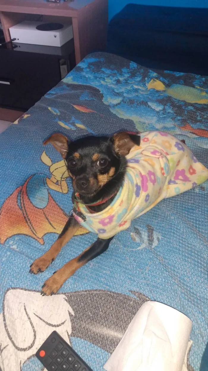 Cachorro ra a Pinscher idade 2 anos nome Alex Sandro Lopes 