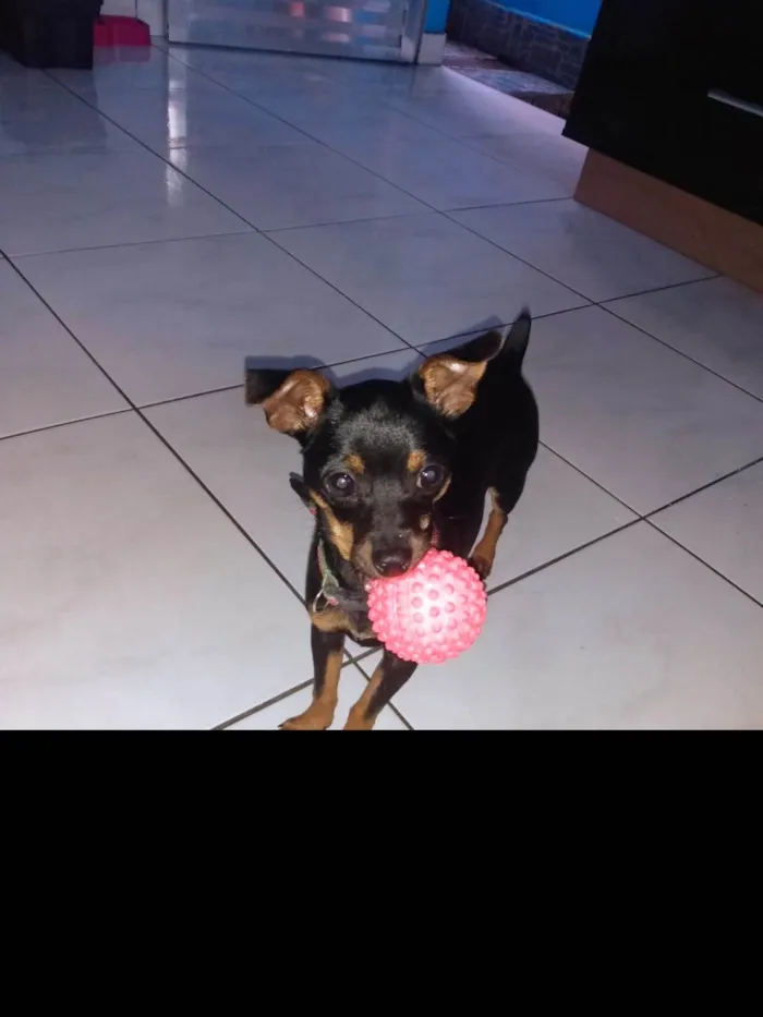 Cachorro ra a Pinscher idade 2 anos nome Alex Sandro Lopes 