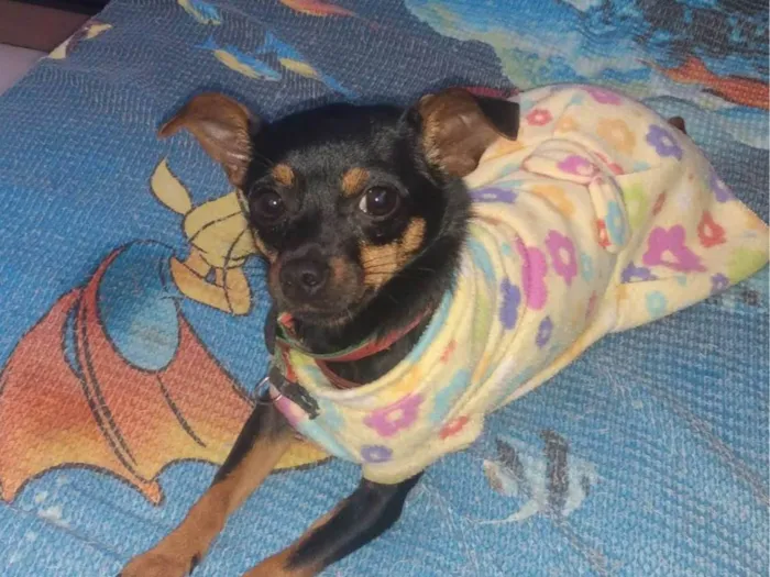 Cachorro ra a Pinscher idade 2 anos nome Alex Sandro Lopes 