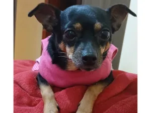 Cachorro raça Pinscher idade 2 anos nome Alex Sandro Lopes 