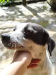 Pérola