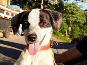 Cachorro raça SRD-ViraLata idade 1 ano nome Pérola 