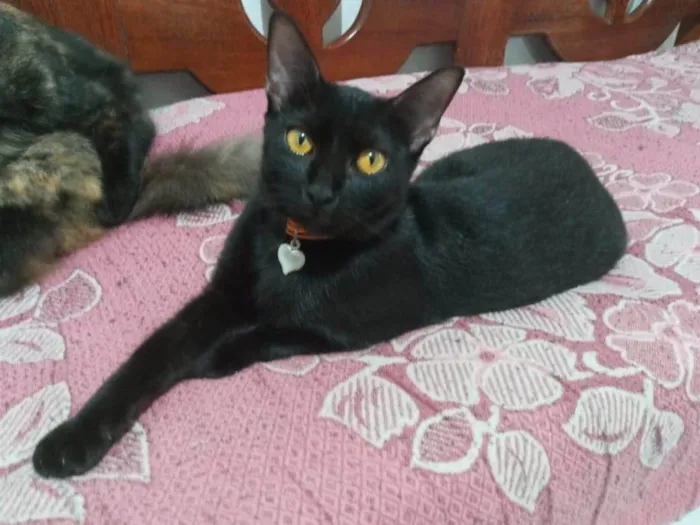 Gato ra a SRD-ViraLata idade 7 a 11 meses nome Shelly
