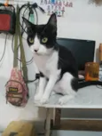 Chico