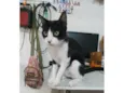 Chico