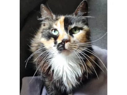 Gato raça SRD-ViraLata idade 3 anos nome NÓI