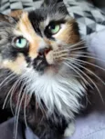 NÓI
