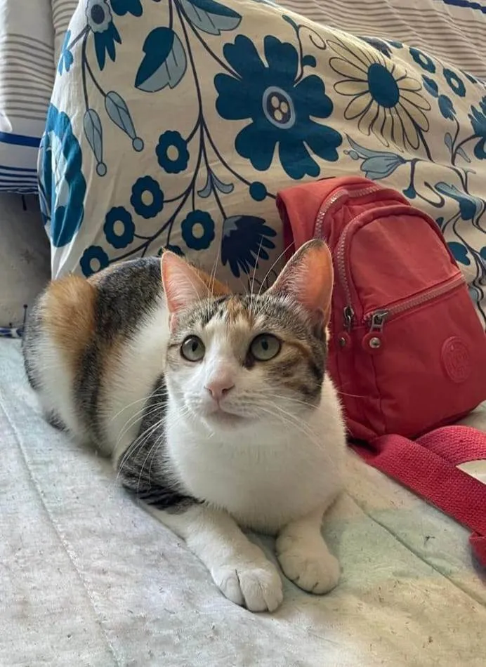 Gato ra a SRD-ViraLata idade 2 anos nome Alicia