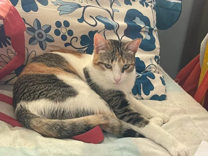 Gato ra a SRD-ViraLata idade 2 anos nome Alicia