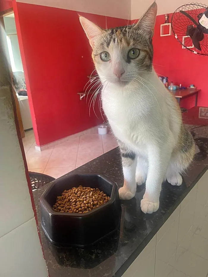 Gato ra a SRD-ViraLata idade 2 anos nome Alicia