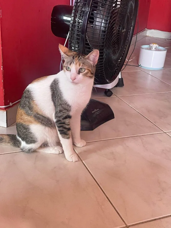 Gato ra a SRD-ViraLata idade 2 anos nome Alicia