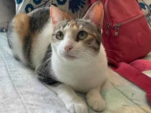 Gato raça SRD-ViraLata idade 2 anos nome Alicia