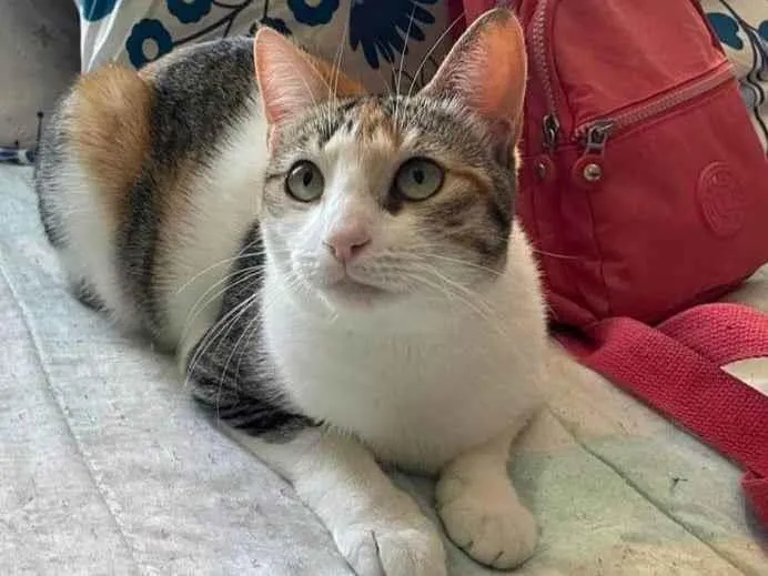 Gato ra a SRD-ViraLata idade 2 anos nome Alicia