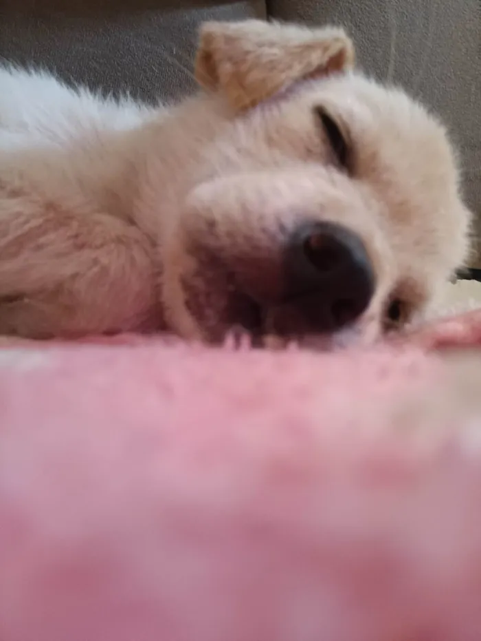 Cachorro ra a SRD-ViraLata idade 2 a 6 meses nome Duquesa 