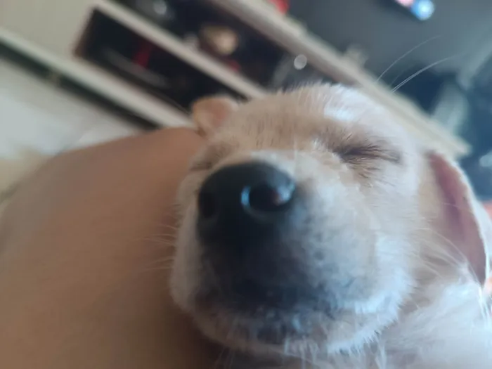 Cachorro ra a SRD-ViraLata idade 2 a 6 meses nome Duquesa 