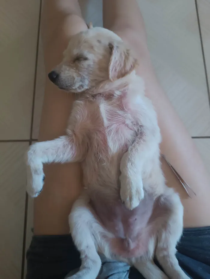 Cachorro ra a SRD-ViraLata idade 2 a 6 meses nome Duquesa 