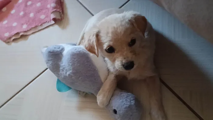 Cachorro ra a SRD-ViraLata idade 2 a 6 meses nome Duquesa 