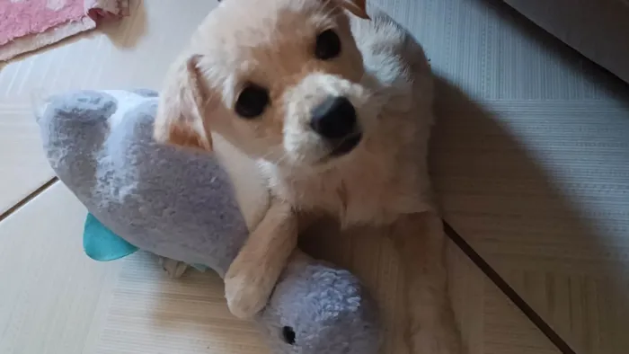 Cachorro ra a SRD-ViraLata idade 2 a 6 meses nome Duquesa 
