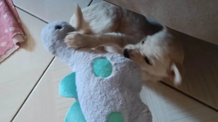 Cachorro ra a SRD-ViraLata idade 2 a 6 meses nome Duquesa 