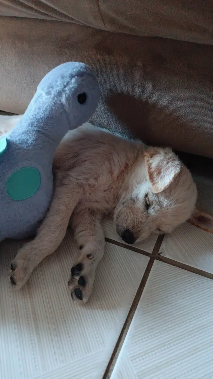 Cachorro ra a SRD-ViraLata idade 2 a 6 meses nome Duquesa 