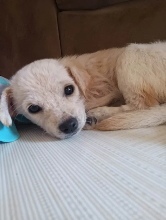 Cachorro ra a SRD-ViraLata idade 2 a 6 meses nome Duquesa 