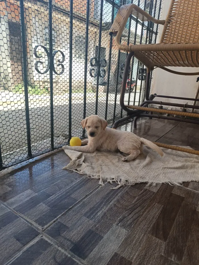 Cachorro ra a SRD-ViraLata idade 2 a 6 meses nome Duquesa 