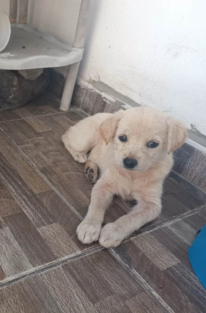 Cachorro ra a SRD-ViraLata idade 2 a 6 meses nome Duquesa 