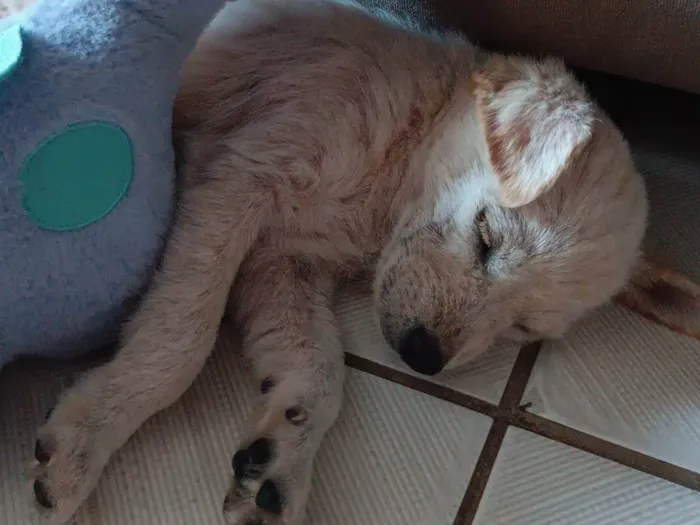 Cachorro ra a SRD-ViraLata idade 2 a 6 meses nome Duquesa 