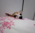 Garotinho