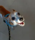 Garotinho