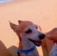 Garotinho
