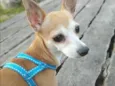 Garotinho
