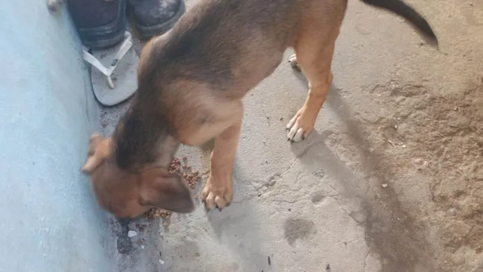 Cachorro ra a Rottweiler idade 7 a 11 meses nome Bob 