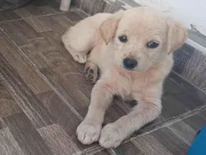 Cachorro raça SRD-ViraLata idade 2 a 6 meses nome Duquesa 